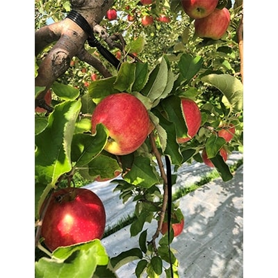 [訳あり] りんご 葉とらずつがる 家庭用 約10kg (28玉〜40玉) [配送不可地域:離島]