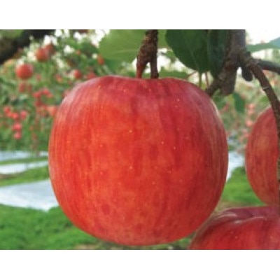 りんご 「サンふじ紅虎」 家庭用 約5kg[配送不可地域:離島]