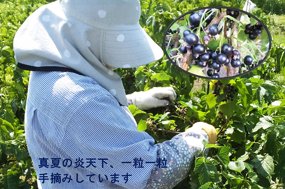 【寄附金額見直しました】カシス果汁100％ジュース（無加糖・無添加）250ml×2本【果汁飲料】