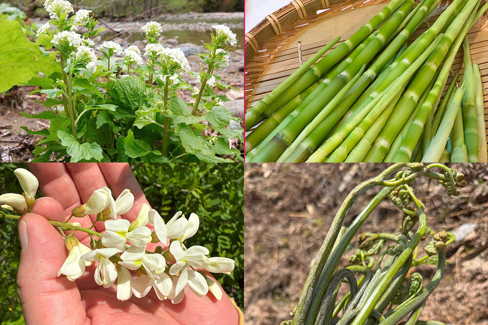 【寄附金額見直しました】宿泊 民泊アジール 山菜収穫体験＆1泊宿泊サービス 1名様プラン レターパックライト 青森県 [体験型 ふるさと納税 食育]