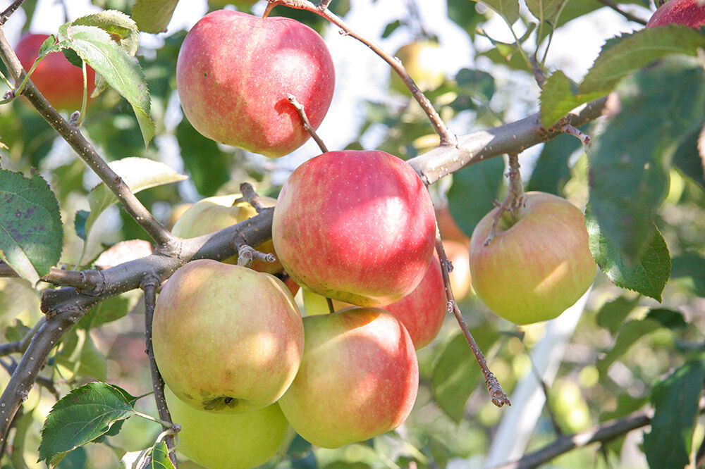 【寄附金額見直しました】奇跡のりんごかりんとうBOX 2箱セット【 和菓子 スイーツ  】