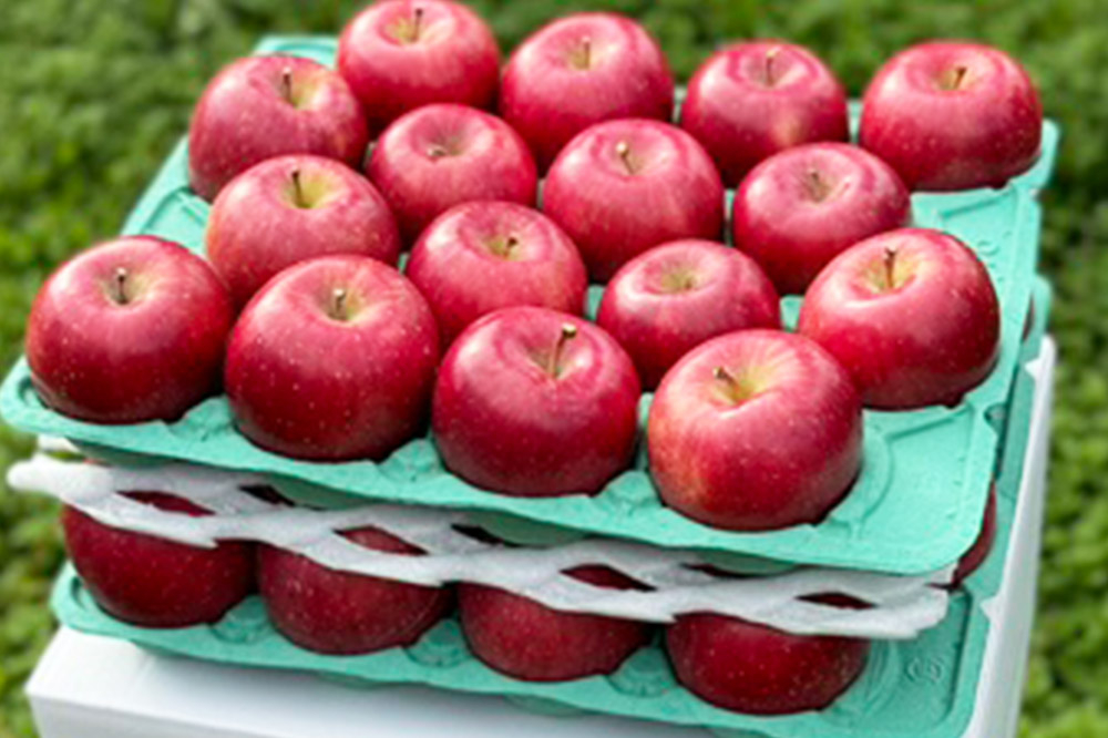 りんご 權之丞 葉とらずりんご コスモふじ 家庭用 約10kg【弘前市産・青森りんご】