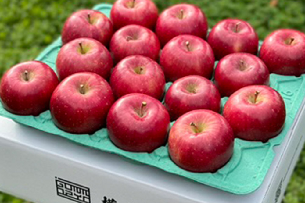 りんご 權之丞 葉とらずりんご コスモふじ 贈答用 約5kg【弘前市産・青森りんご】