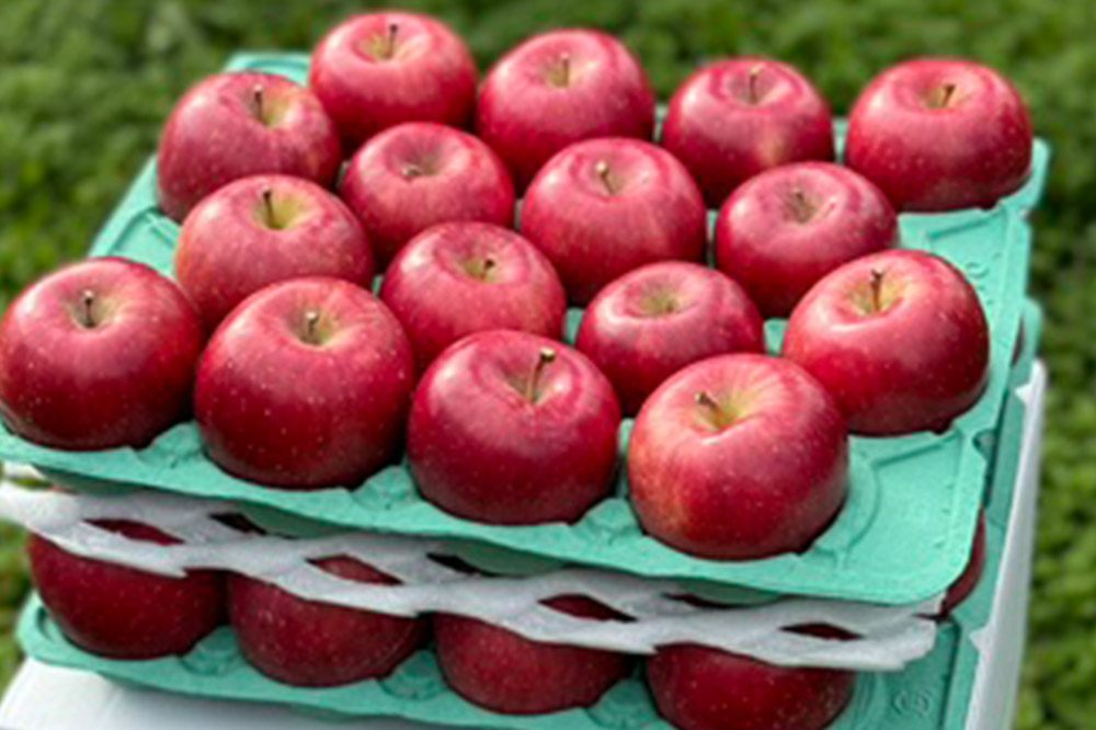 りんご 權之丞 葉とらずりんご コスモふじ 贈答用 約10kg【弘前市産・青森りんご】