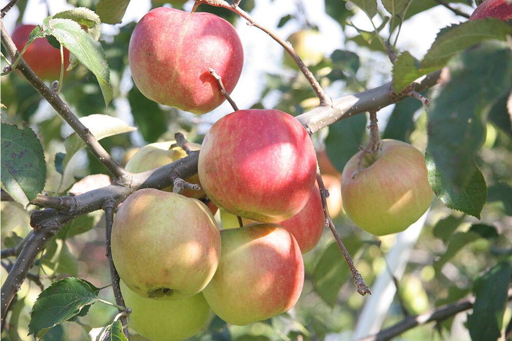 【寄附金額見直しました】木村秋則さんと友情のりんごの冷製スープ 2袋セット 500g（1袋250g×2）