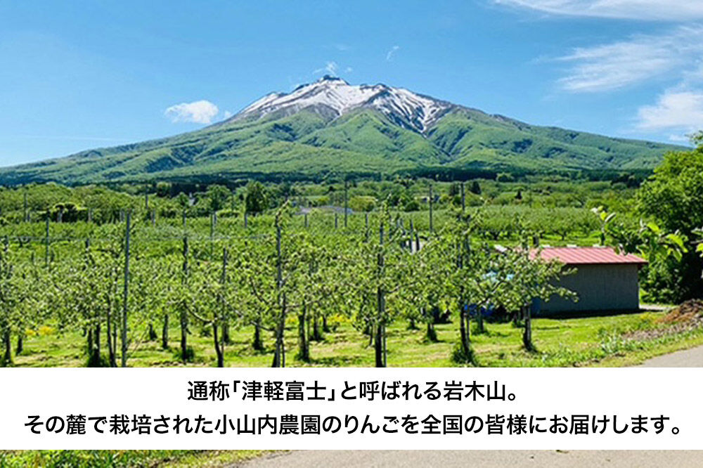 【寄附金額見直しました】【26年12月発送】りんご サンふじ【特選】贈答用 約3kg 小山内農園【先行予約】 [先行受付 弘前市産 青森りんご 果物 フルーツ デザート 食後 青森県産 産地直送 贈り物 青森 果物 フルーツ 林檎 リンゴ くだもの]