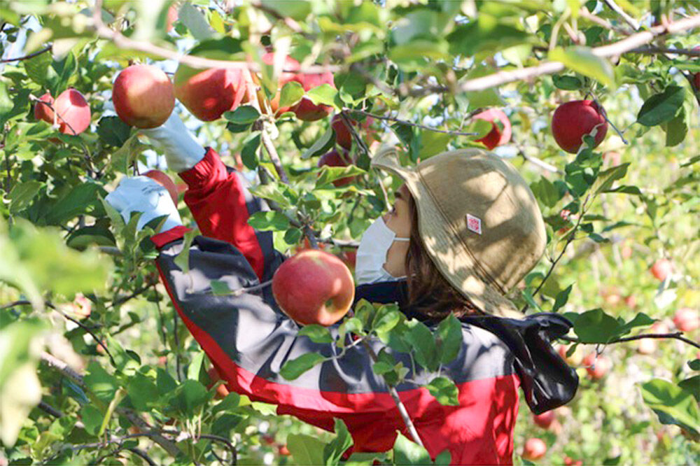 【寄附金額見直しました】無添加 りんごジュース 4種詰め合わせ（ブレンド・ふじ・王林・シナノゴールド）1L×6本 JA相馬村