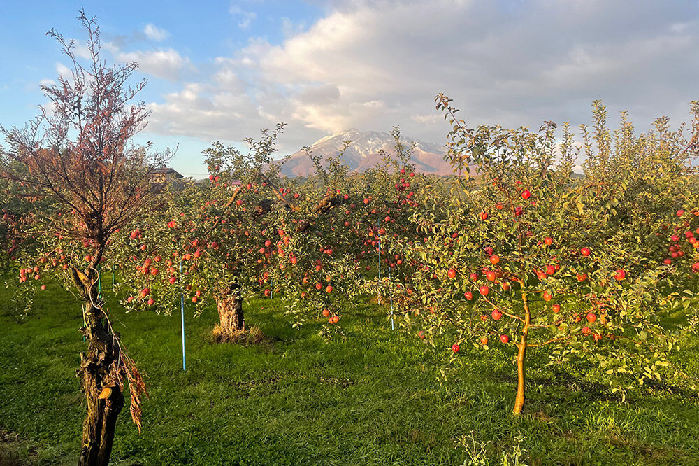 【飾る】 りんごジュース 1L × 6本 ストレート 保存料・着色料無添加 リンゴ 果汁 林檎 飲料 アップル 果物 フルーツ 青森 飲み物 ドリンク