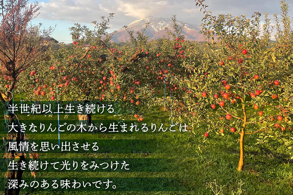 【寄附金額見直しました】【飾る】 りんごジュース 1L × 6本 ストレート 保存料・着色料無添加 リンゴ 果汁 林檎 飲料 アップル 果物 フルーツ 青森 飲み物 ドリンク