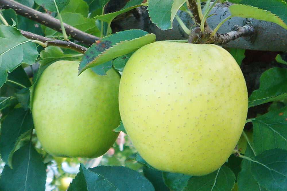 【寄附金額見直しました】りんごジュース プレミアムストレートジュース【林檎王国】1000ml×6本 紙パック ゴールド農園 かめあし商店