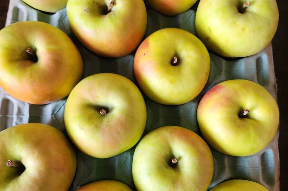 【25年11月～発送】りんご【贈答用】名月 約3kg ちとせ村