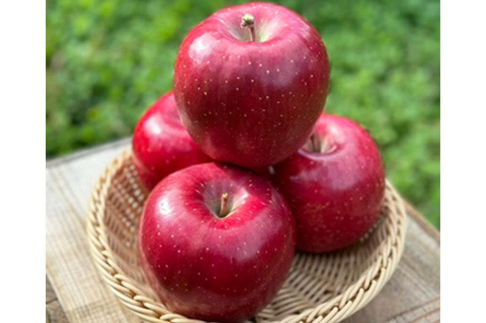 りんご 權之丞 葉とらずりんご コスモふじ 贈答用 約10kg【弘前市産・青森りんご】