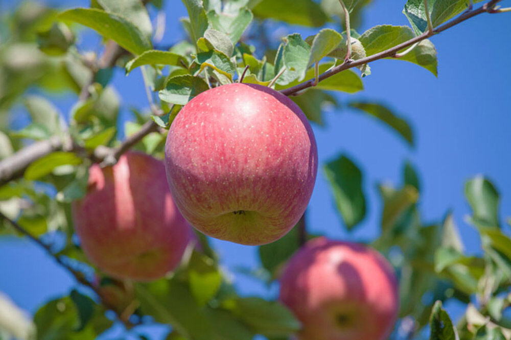 【寄附金額見直しました】りんご ねぷたりんご バラエティーセット 家庭用 約3kg 【品種おまかせ】