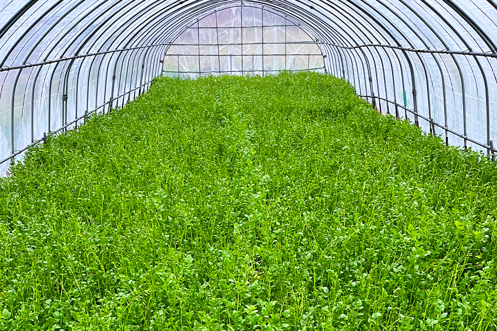 野菜 一町田せり 約520ｇ (約130g×4束)