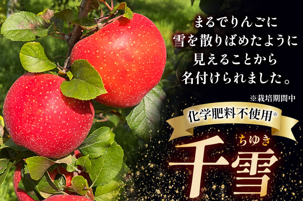 【寄附金額見直しました】【26年10月下旬～発送】りんご 千雪 約3kg カワムラファーム【訳あり】青森 果物 フルーツ 林檎 リンゴ くだもの [先行受付 アップル おいしい ちゆき 果実 果物 赤色 美味 林檎 弘前市]