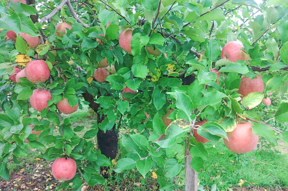 【12月～発送】りんご【先行受付】家庭用 葉とらず サンふじ 約 5kg (16～20玉程度) 前田りんご園 青森 果物 フルーツ 林檎 リンゴ くだもの 予約