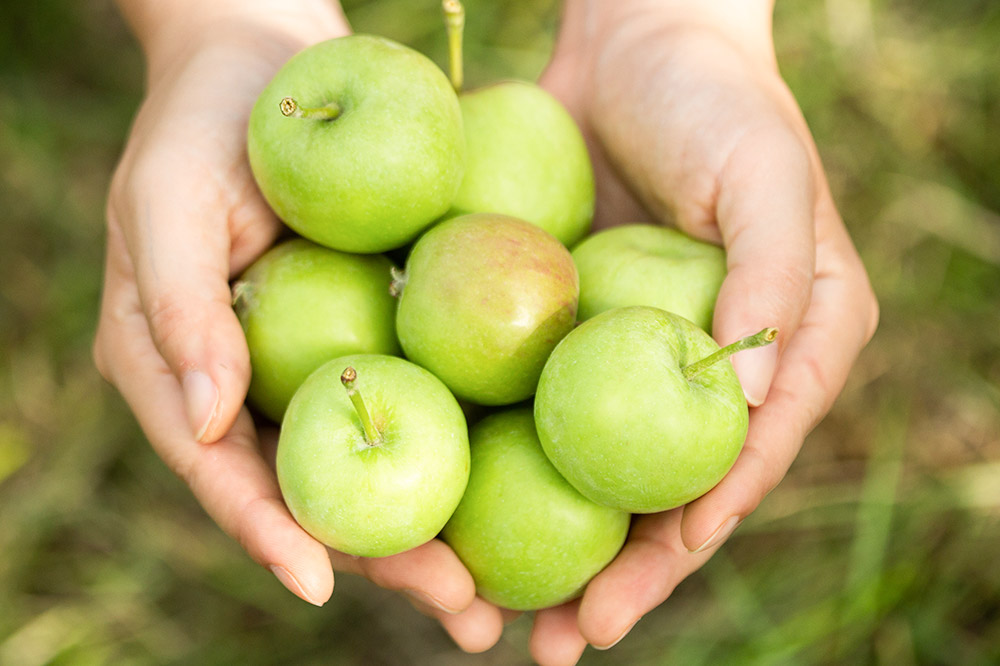 未来を育てるりんごのお酒 テキカカシードル 330ml×24本 お酒 青森 弘前 林檎 リンゴ