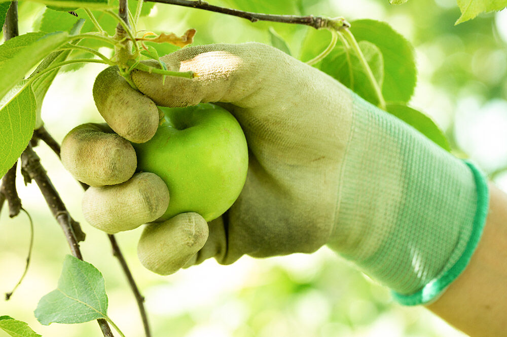 【寄附金額見直しました】未来を育てるりんごのお酒 テキカカシードル（ラガー）330ml×6本 お酒 青森 弘前 林檎 リンゴ