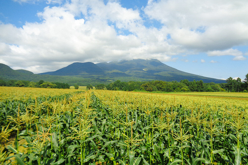 【寄附金額見直しました】とうもろこし 嶽きみ真空パック家庭用　食べきりサイズ×12本 青森