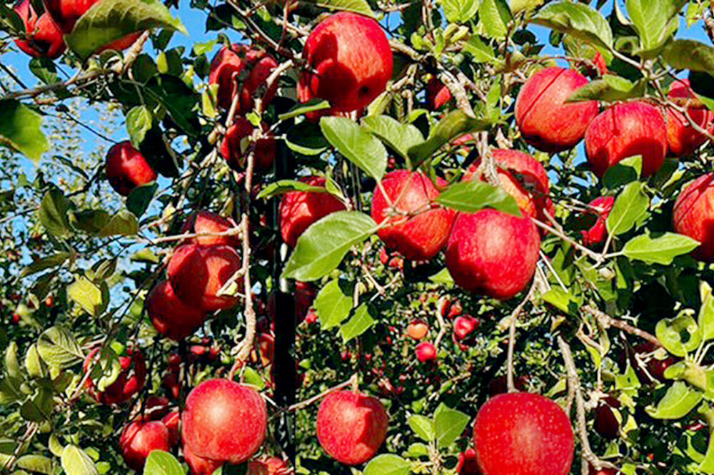 【寄附金額見直しました】【26年12月発送】りんご サンふじ【特選】贈答用 約3kg 小山内農園【先行予約】 [先行受付 弘前市産 青森りんご 果物 フルーツ デザート 食後 青森県産 産地直送 贈り物 青森 果物 フルーツ 林檎 リンゴ くだもの]