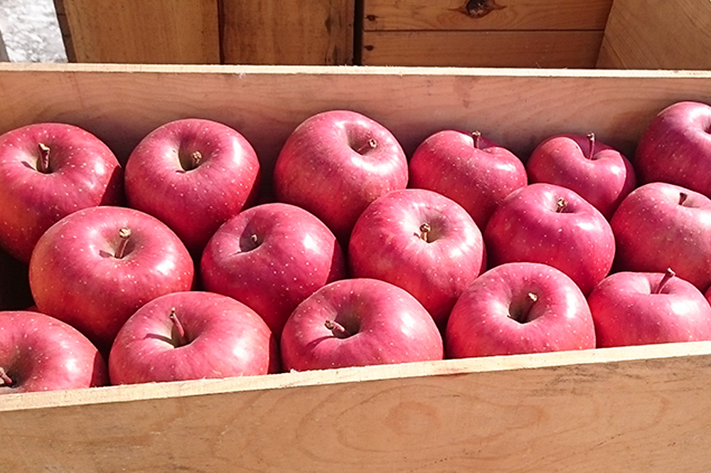 りんご 家庭用 旬のリンゴ詰め合わせ 約5kg 糖度13度以上