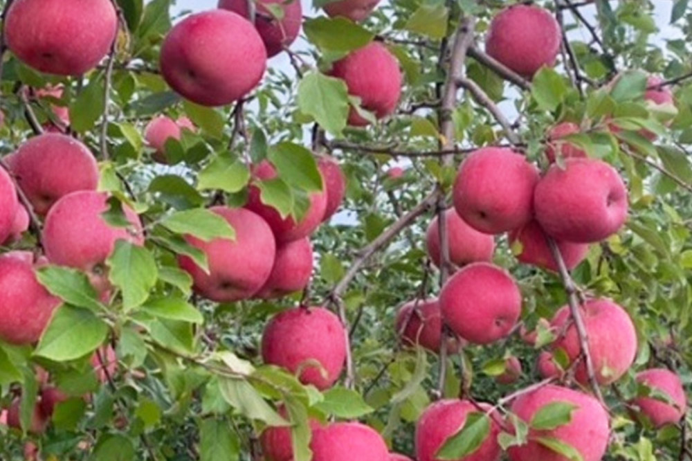 【26年1月発送】りんご 葉とらず サンふじ 約5kg