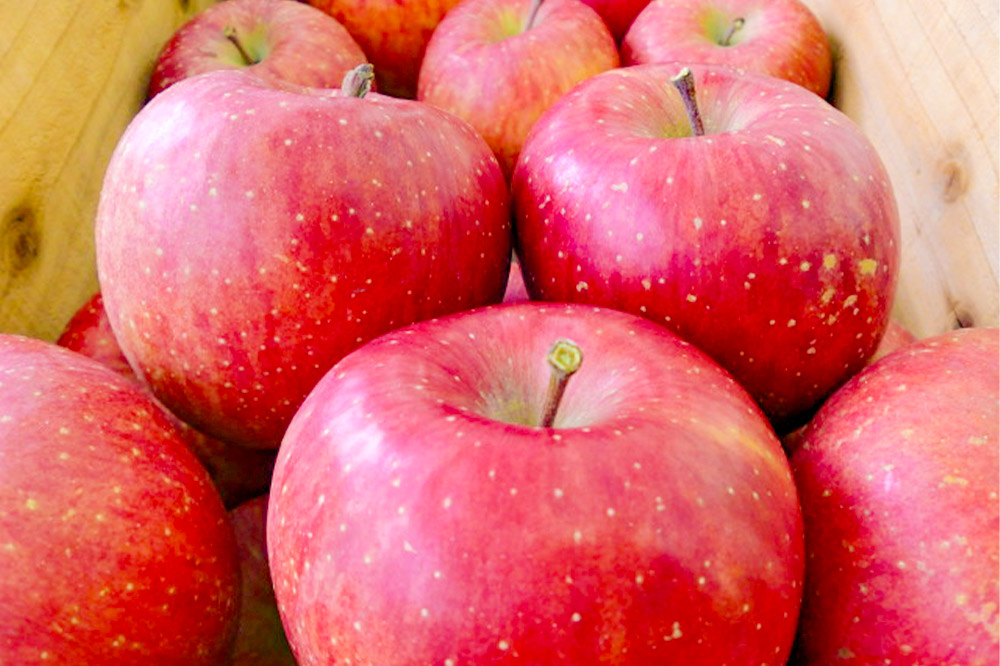 りんご サンふじ【訳あり】約10kg しらかみラボ