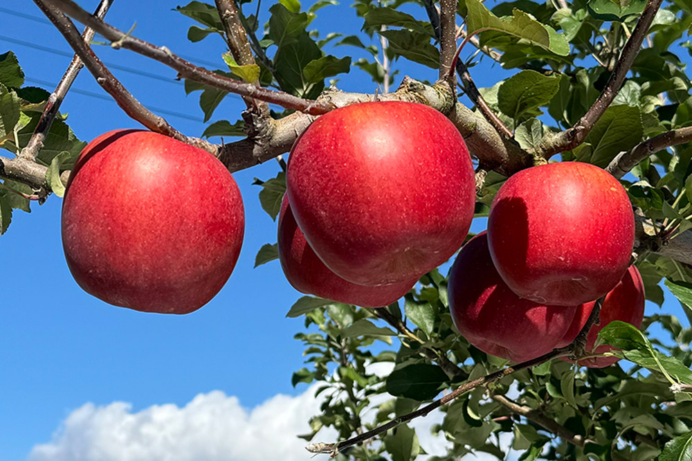 りんごバター 【Nice to Ringo you!!】150g×1個 ＆ 無添加 まるしぼり りんごジュース(ふじ) 180ml×4本 セット