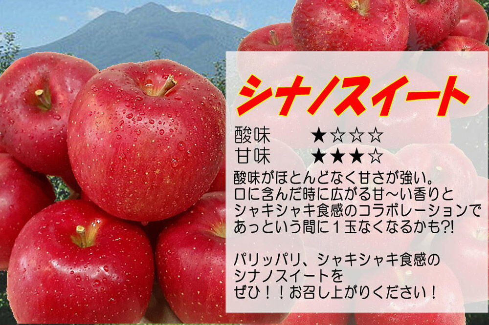 【寄附金額見直しました】【26年5月発送・先行受付・クール便】りんご 贈答用 白熊 シナノスイート 約3kg（9～12玉程度）スマートフレッシュ 糖度13度