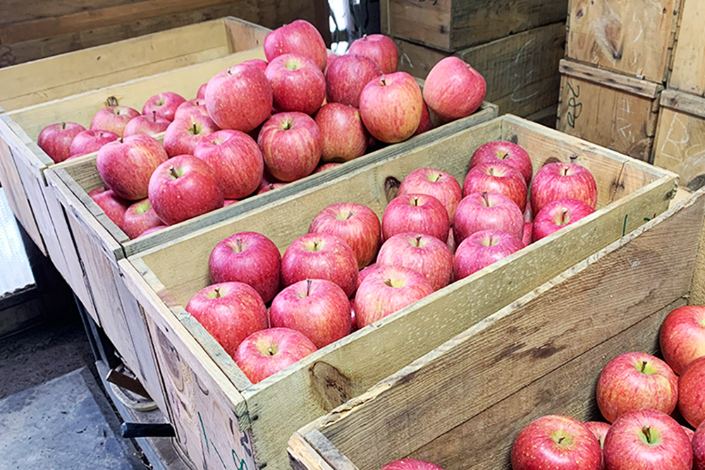 りんご【特選】サンふじ 約3kg  弘前市産 青森りんご