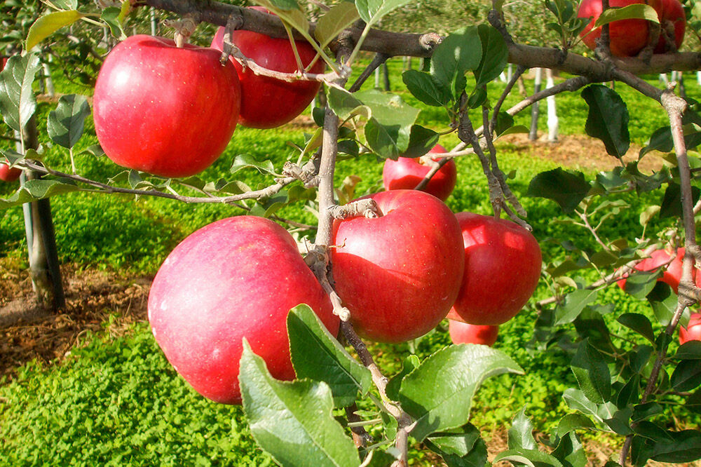 【寄附金額見直しました】《定期便3ヶ月》ストレートりんごジュース【AOMORI APPLE】250ml×12本 としぞう。