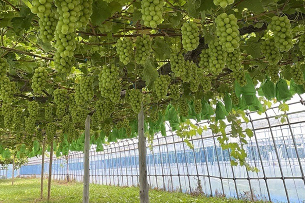 【26年9月～発送】【訳あり】 シャインマスカット1kg ぶどう フルーツ 果物 ブドウ 葡萄 グレープ くだもの 産地直送