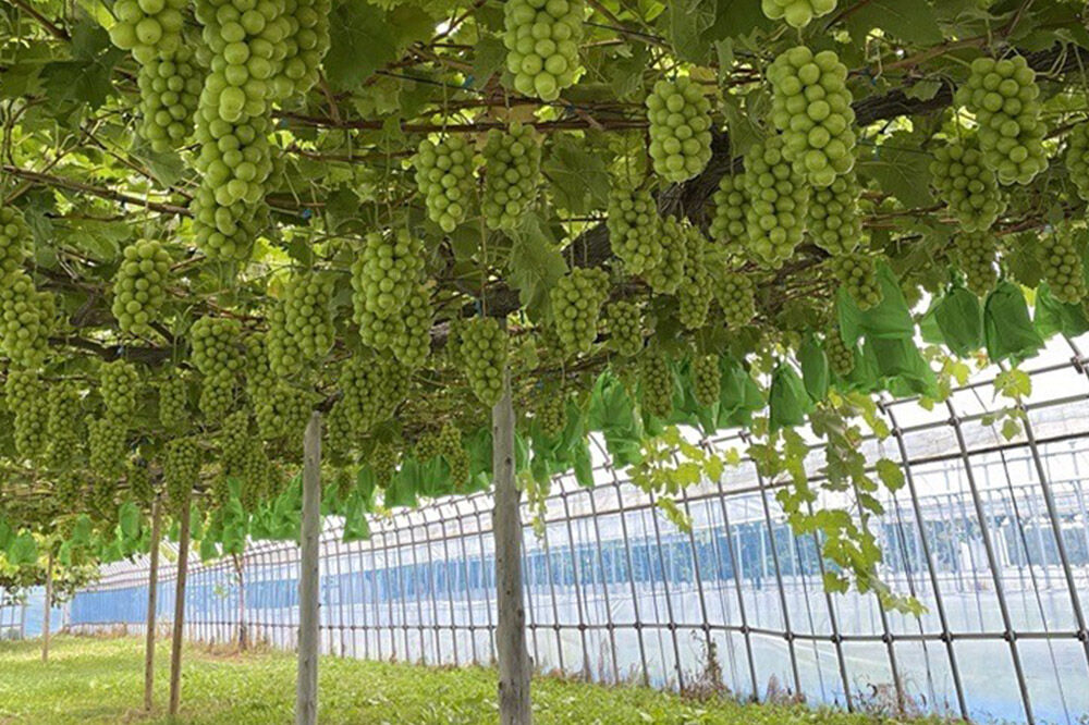 【寄附金額見直しました】【26年9月～発送】【訳あり】 シャインマスカット1kg ぶどう フルーツ 果物 ブドウ 葡萄 グレープ くだもの 産地直送