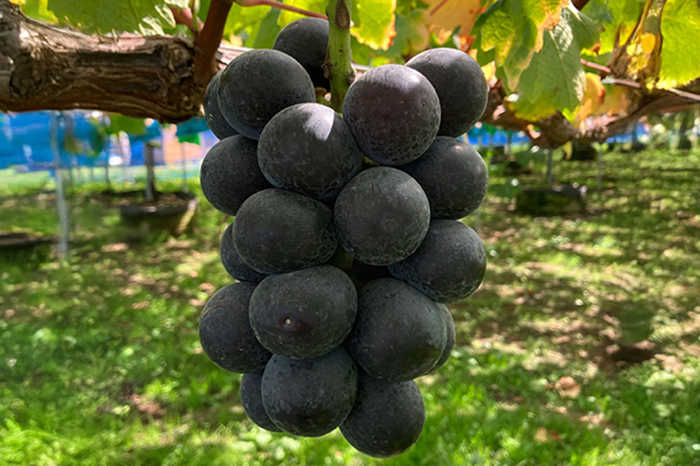 【26年9月～発送】 【訳あり】 藤稔 1kg【先行受付】 ぶどう フルーツ 果物 ブドウ 葡萄 グレープ くだもの 産地直送