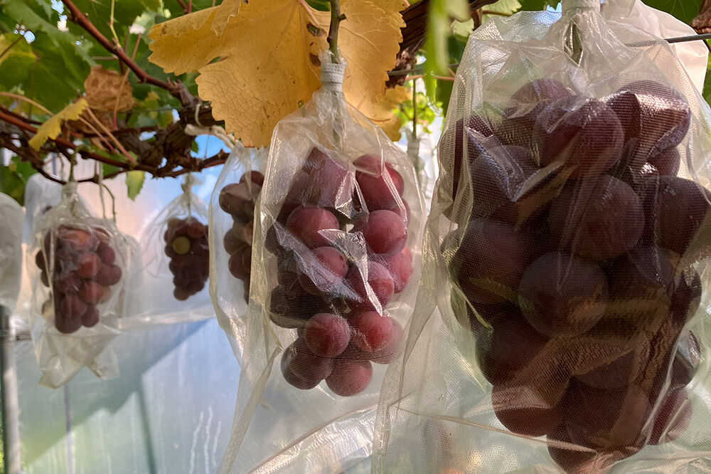 【寄附金額見直しました】【26年9月～発送】 【訳あり】 クインニーナ 1kg【先行受付】 ぶどう フルーツ 果物 ブドウ 葡萄 グレープ くだもの 産地直送