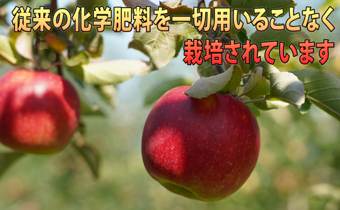 12月発送 訳あり 蜜入り EM葉取らずサンふじ約10kg 糖度13度以上