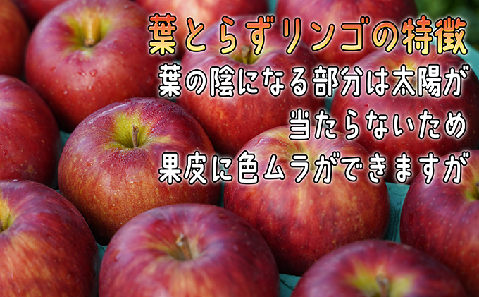 1月発送 訳あり 葉とらず サンふじ 約10kg【弘前市産・青森りんご