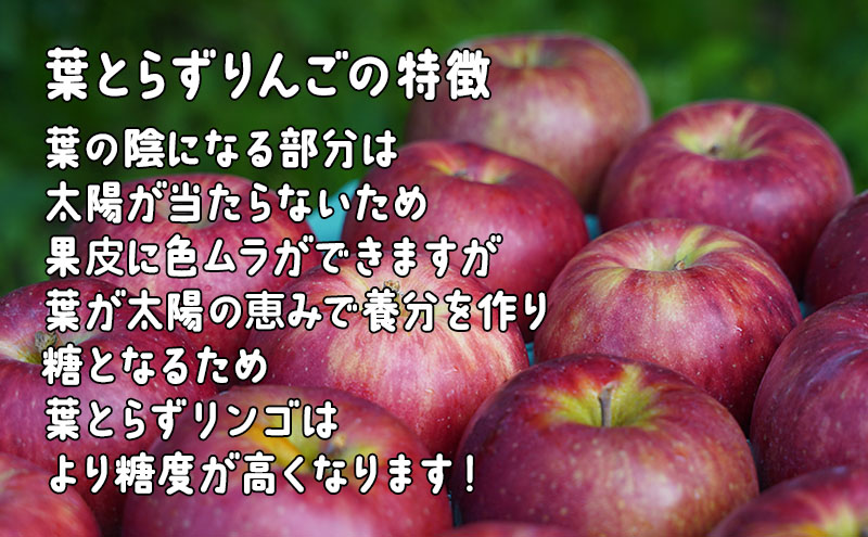 12月発送 家庭用 葉とらず サンふじ 約5kg【弘前市産・青森りんご 果物類 林檎 リンゴ 】: 弘前市ANAのふるさと納税