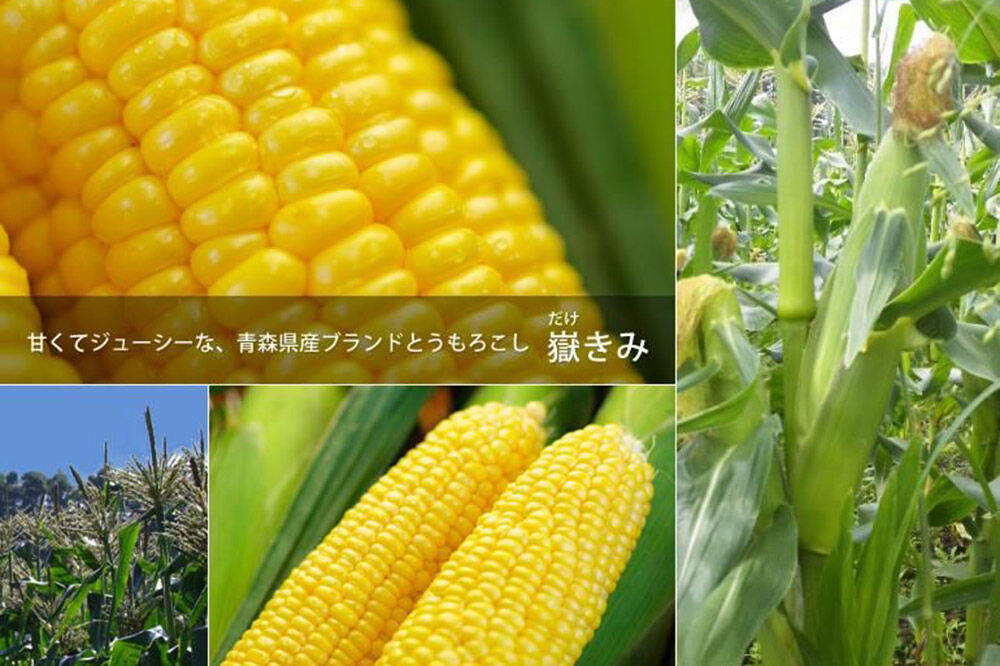 【寄附金額見直しました】とうもろこし 嶽きみ真空パック 10本セット（L～2Lサイズ）