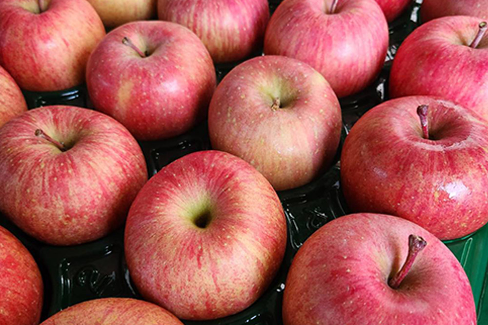 【25年11月～発送】りんご【家庭用】葉とらずサンふじ 約5kg 訳あり ちとせ村