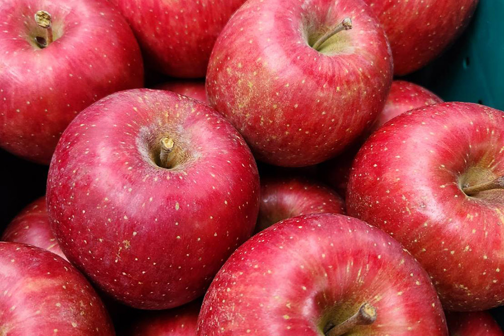 【26年1月～発送】りんご 葉とらずサンふじ 約3kg 贈答用 ちとせ村