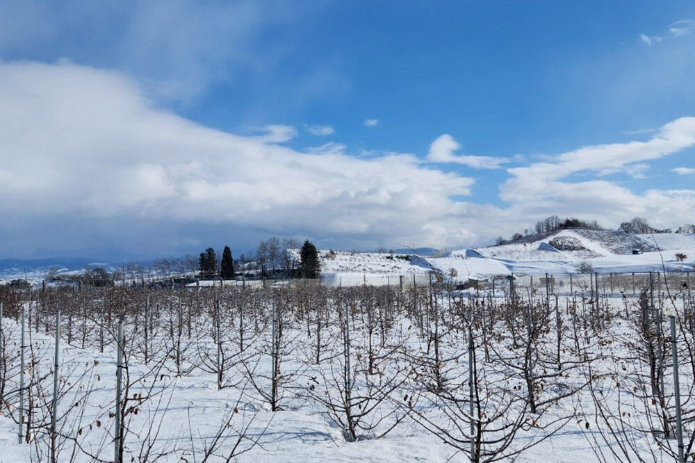 【寄附金額見直しました】【26年12月発送】りんご 金星（有袋）【贈答用】約3kg [りんご 金星 有袋 3kg お歳暮 お中元 ギフト 贈り物 贈答用 アップル おいしい 果実 果物 黄色 美味 林檎 青森県 弘前市]