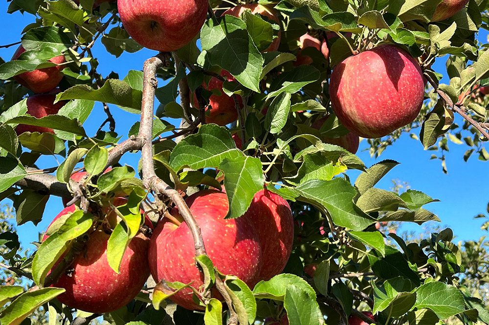 りんご 權之丞 サンふじ 家庭用 約2kg【弘前市産・青森りんご】