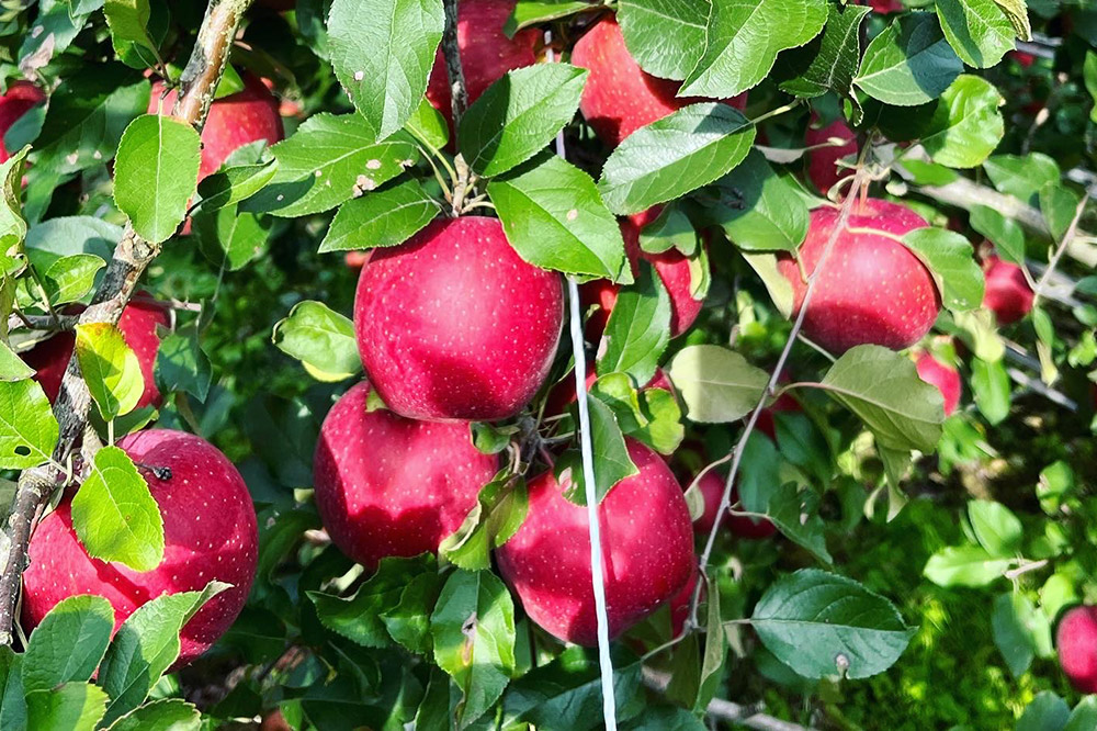 りんご 權之丞 葉とらずりんご コスモふじ 贈答用 約10kg【弘前市産・青森りんご】