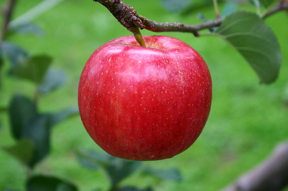 【寄附金額見直しました】弘果オリジナル品種シードル 2種類セット 500ml×2本