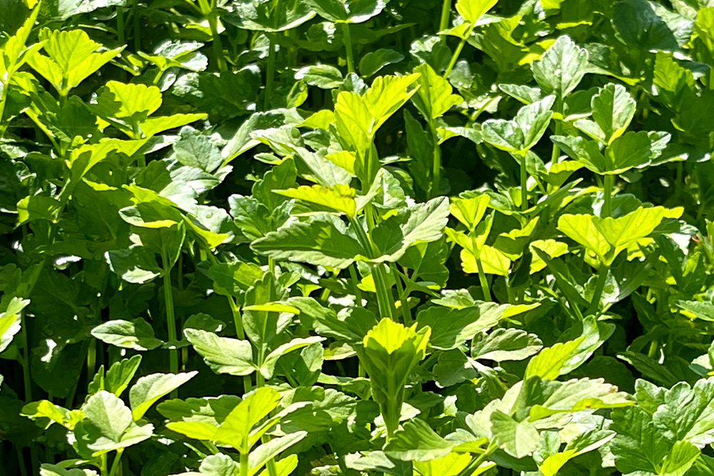 野菜 一町田せり 約520ｇ (約130g×4束)