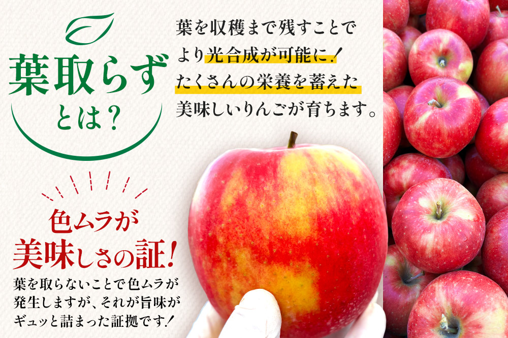 りんご 葉とらず サンふじ 約3kg カワムラファーム 家庭用 青森 果物 フルーツ 林檎 リンゴ くだもの