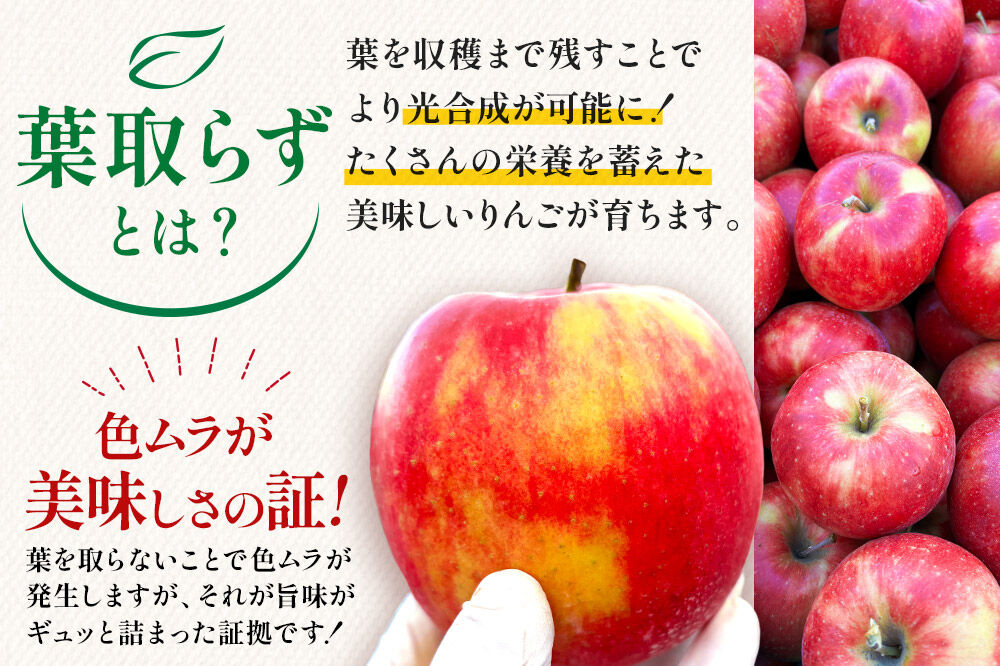 【寄附金額見直しました】りんご 葉とらず サンふじ 約3kg カワムラファーム 家庭用 青森 果物 フルーツ 林檎 リンゴ くだもの [アップル おいしい はとらず ふじ りんご 果実 果物 取ら 赤色 美味 葉っぱ 葉とらず 林檎]