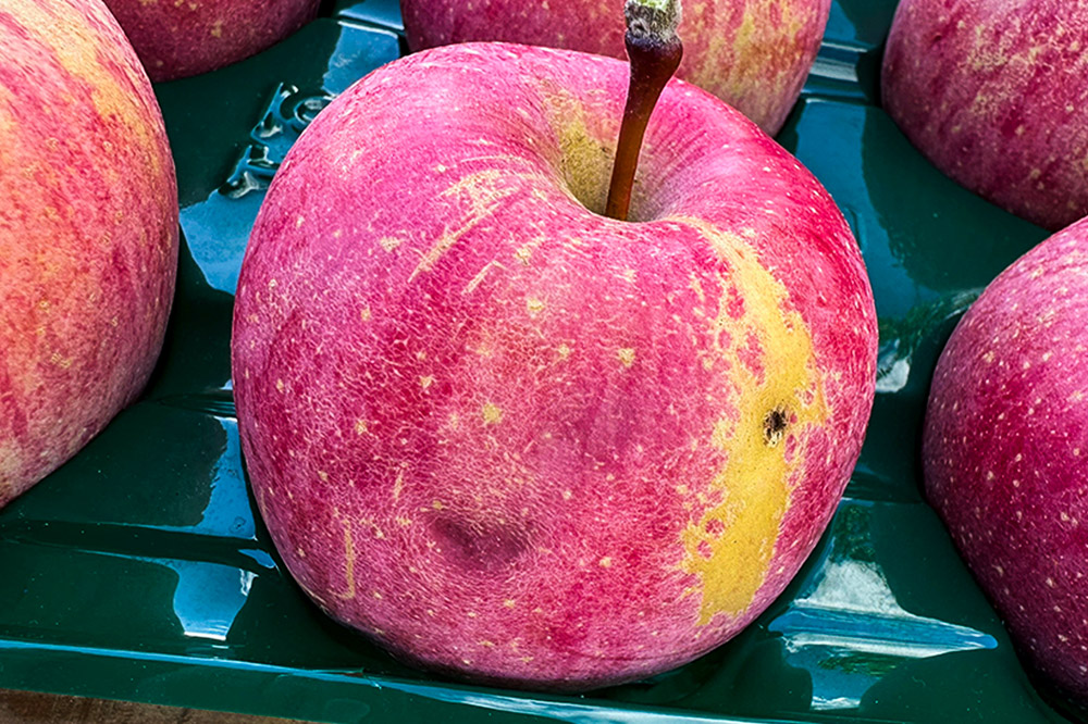 【25年12月～発送】りんご 【訳あり】家庭用 百年木の香 三上農園 サンふじ 約3kg【先行受付】 青森 果物 フルーツ 林檎 リンゴ くだもの 不揃い 規格外 予約