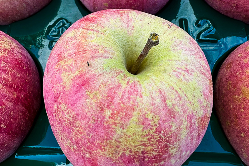 【26年3月クール便発送】りんご サンふじ 約3kg【訳あり】家庭用 百年木の香 三上農園